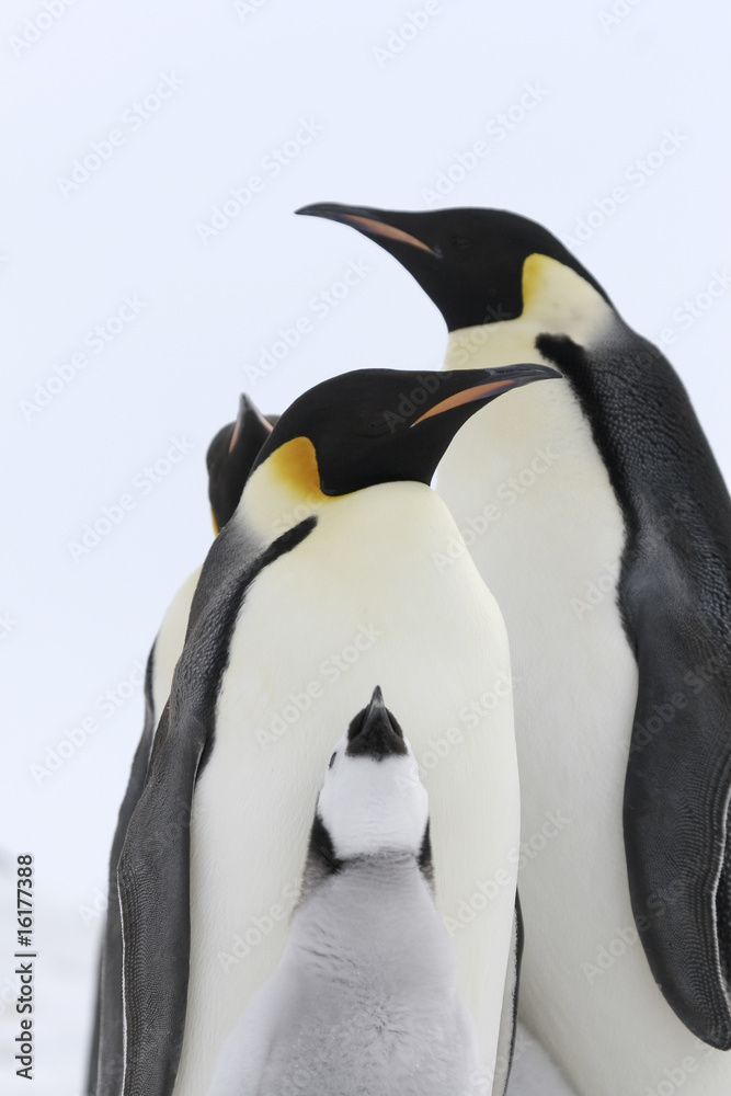 Obraz premium Emperor penguins (Aptenodytes forsteri)