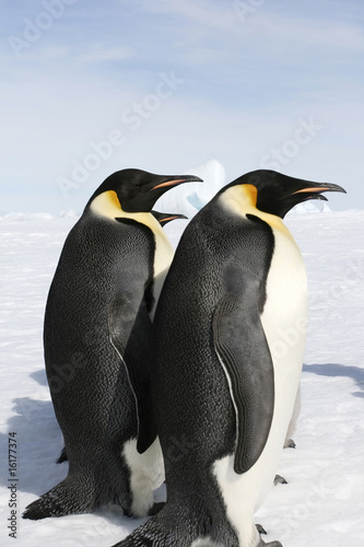 Emperor penguins  Aptenodytes forsteri 