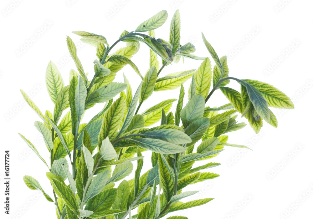 Obraz premium green plant