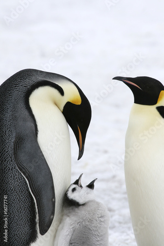 Emperor penguins (Aptenodytes forsteri)