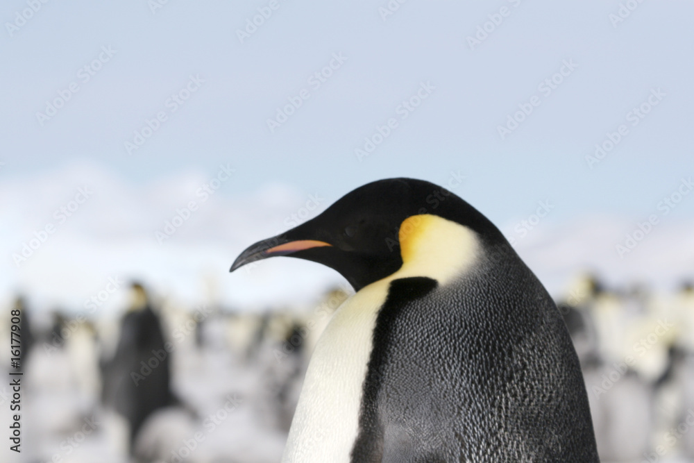 Naklejka premium Emperor penguin (Aptenodytes forsteri)