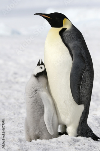 Emperor penguins  Aptenodytes forsteri 
