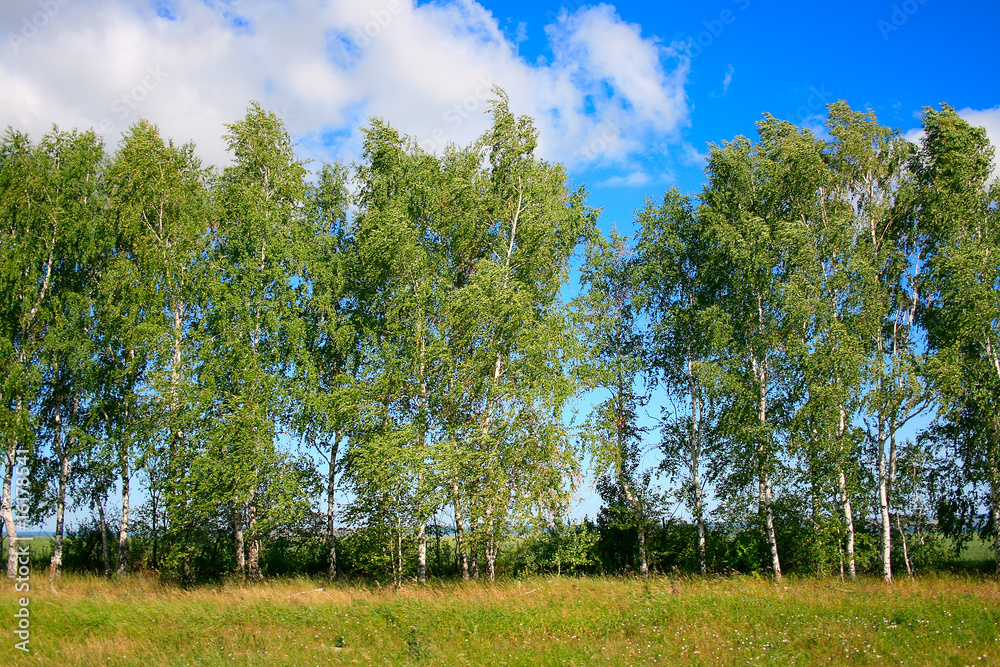 Fototapeta premium spring scene in the forest