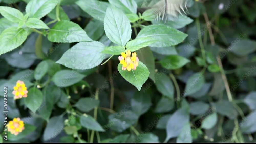 papillon zèbre