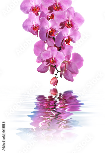 Balnéothérapie et Orchidée