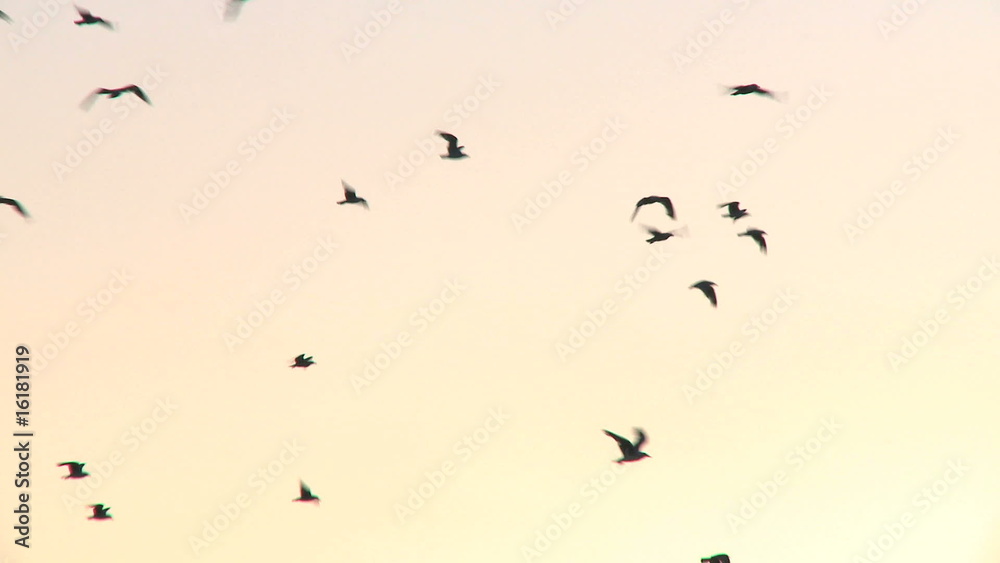Seagulls flying at dusk Seagulls flying at dusk