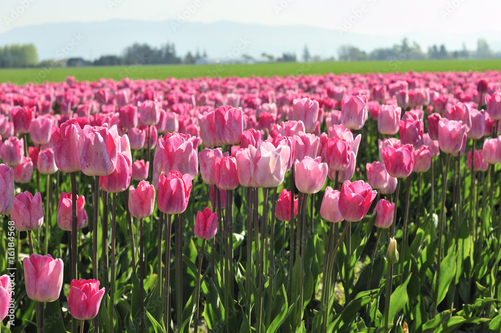 Red Tulips Red Tulips