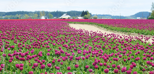 Dirt Road in the tulip field