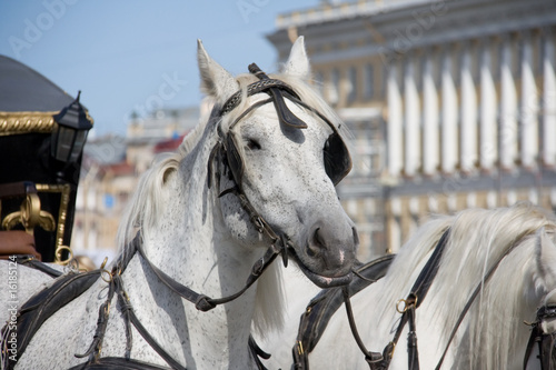 Harness Horses