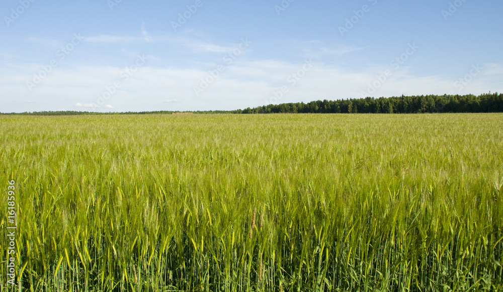 field of wheat