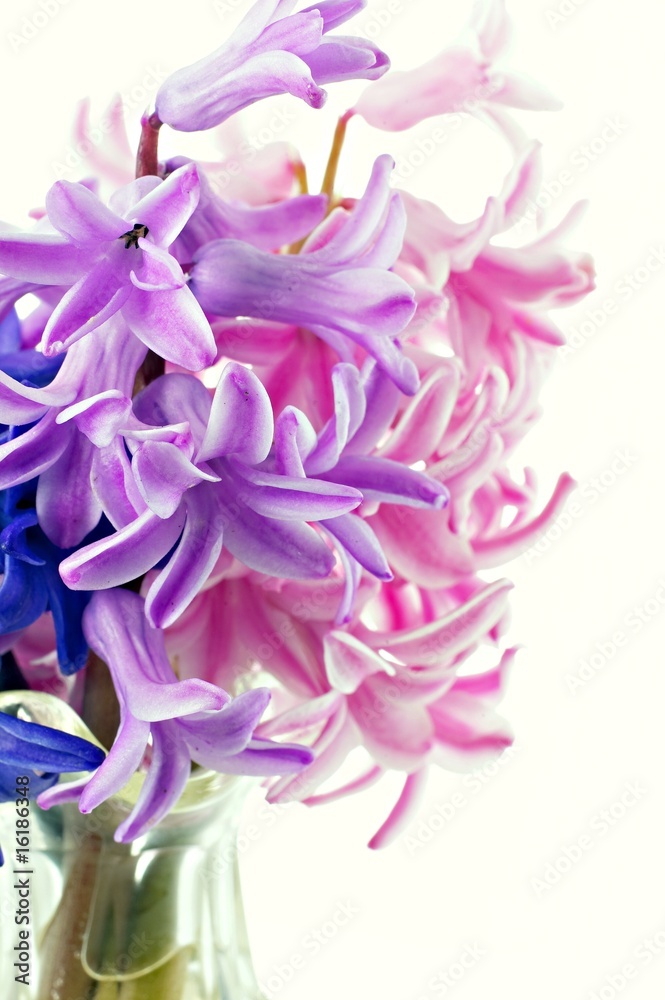 blue, violet and rose hyacinths close-up blue, violet and rose hyacinths close-up