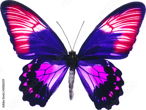 butterfly isolated