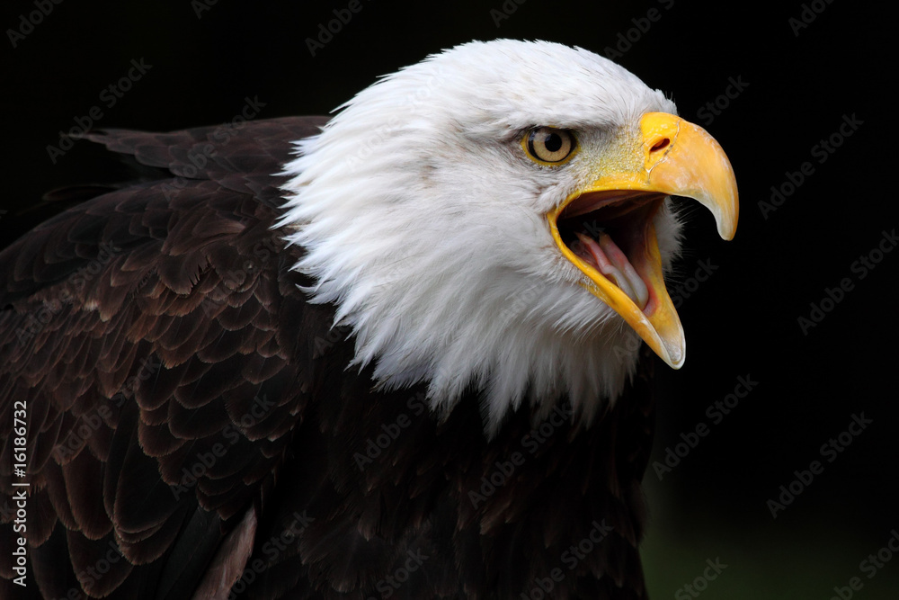 Bald eagle Bald eagle