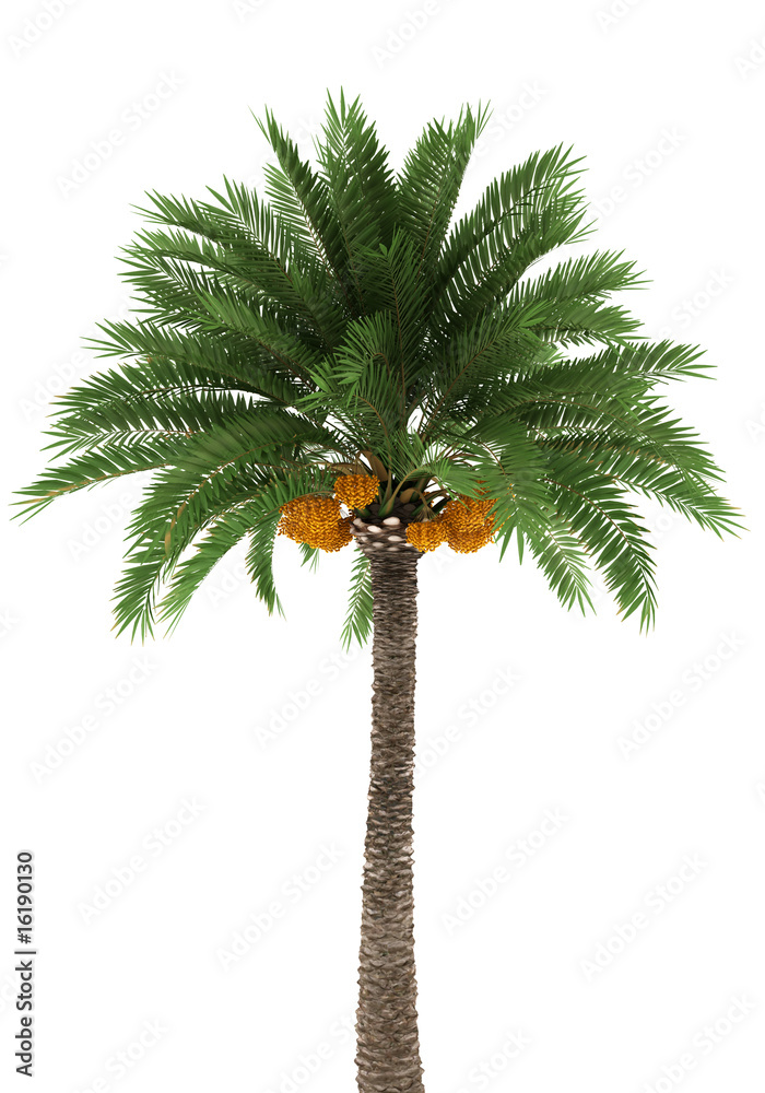 Naklejka premium Palm tree isolated on white background with clipping path