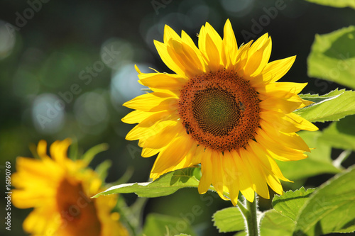 Fototapeta Naklejka Na Ścianę i Meble -  Big beautiful sunflowers outdoors