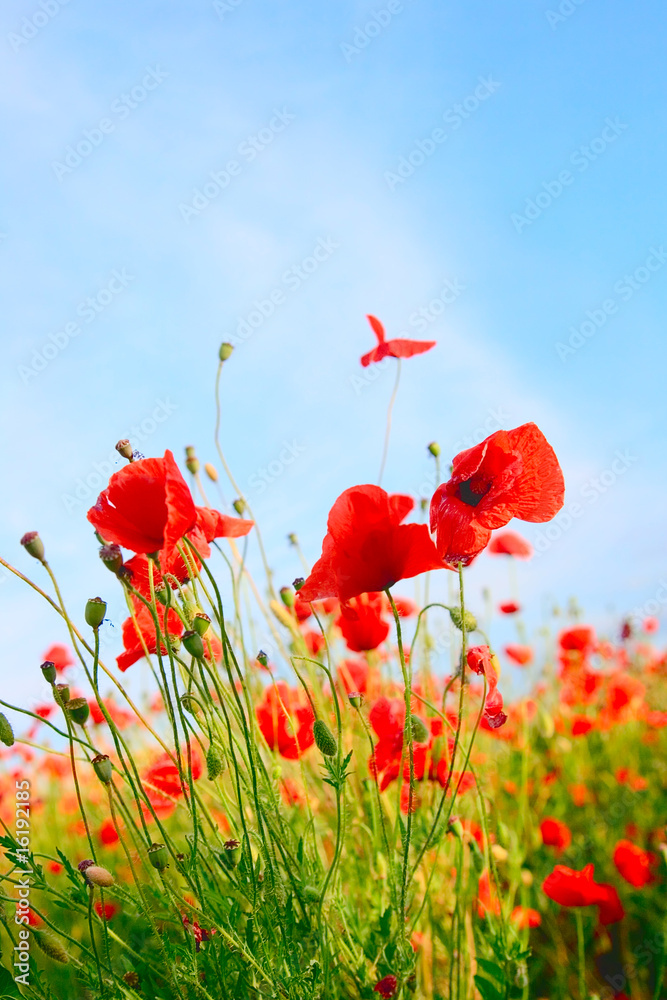 Obraz premium Poppy field color background