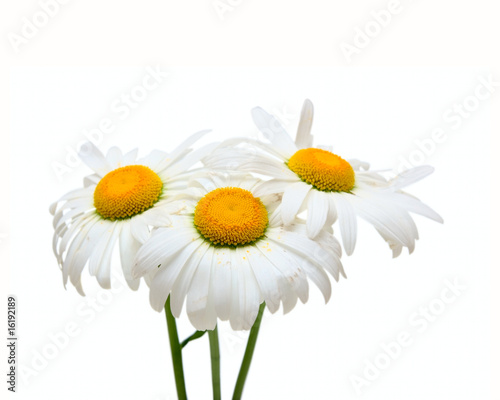 Fototapeta Naklejka Na Ścianę i Meble -  Three Chamomile flowers