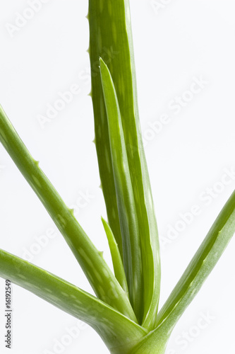 Aloe vera on white background