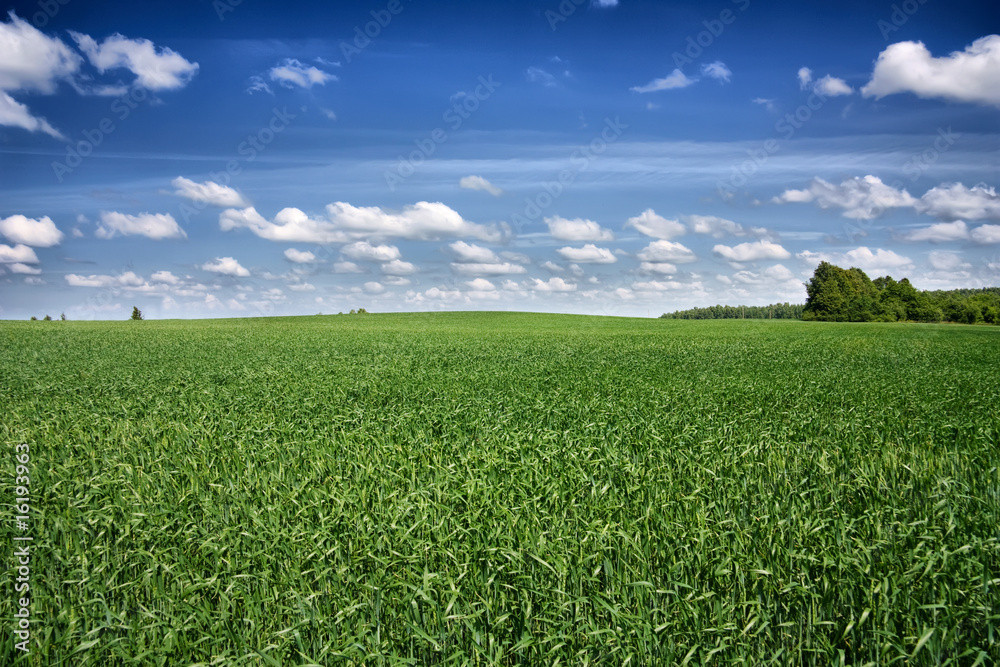Fototapeta premium summer landscape