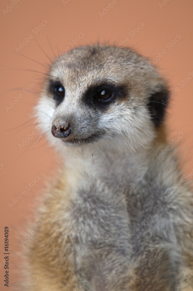 Erdmännchen Erdmännchen