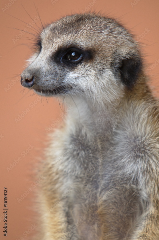 Erdmännchen Erdmännchen