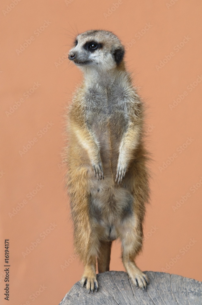 Fototapeta premium Erdmännchen