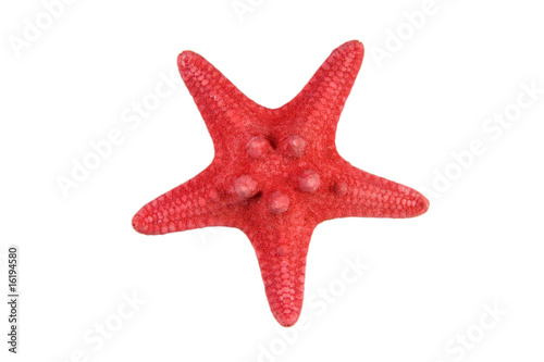 Closeup of a red starfish (isolated on white)