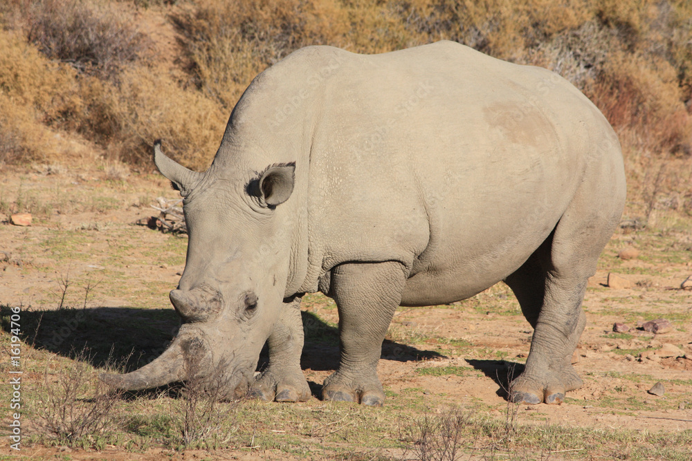 Obraz premium Nashorn
