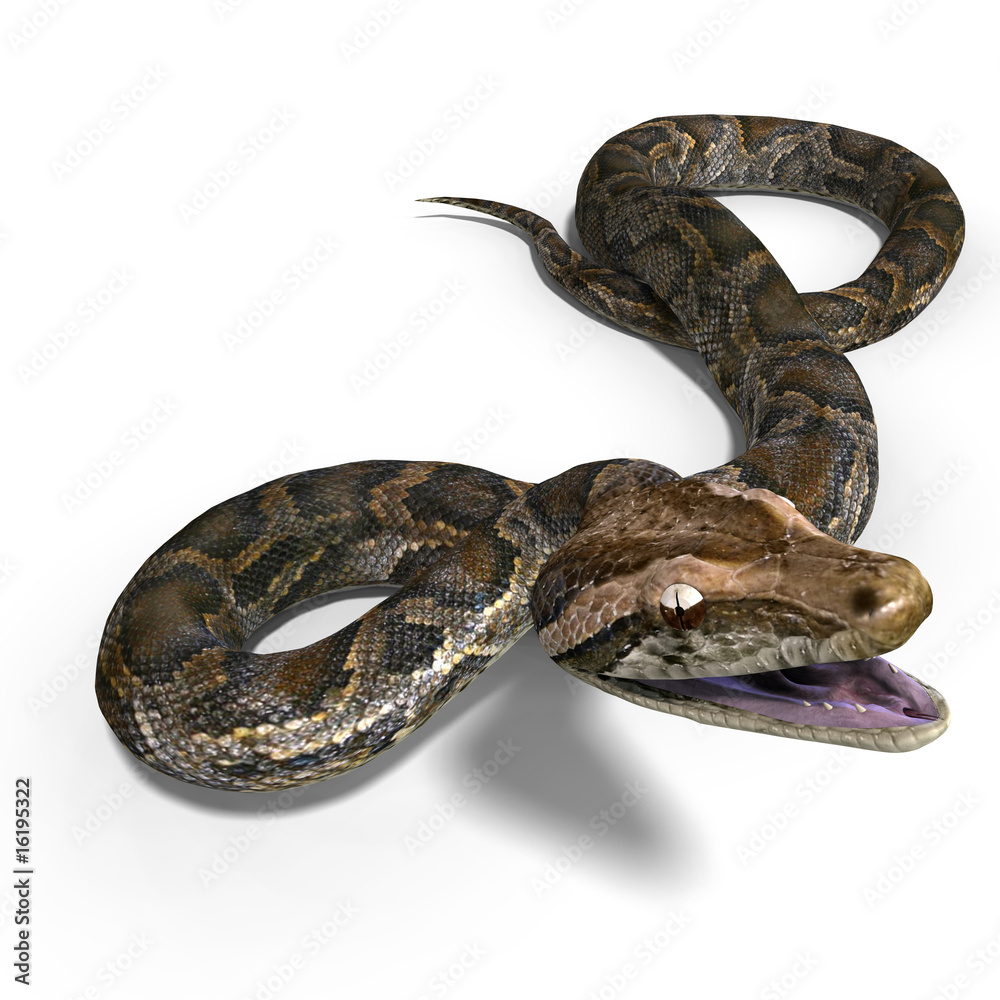 royal python royal python