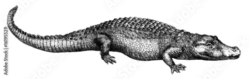 Crocodile