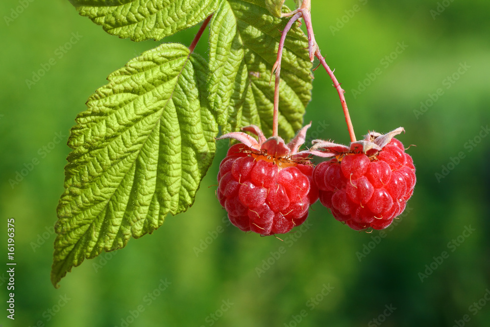 pair of raspberry with leaf pair of raspberry with leaf