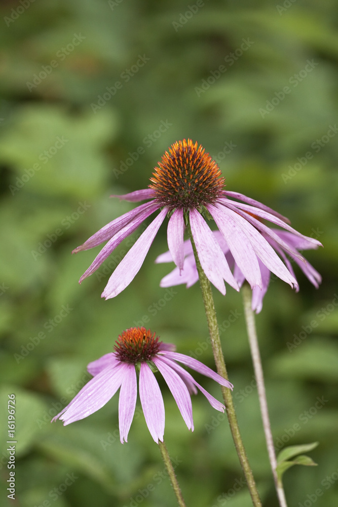 Echinacea