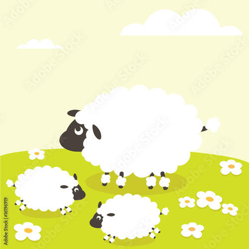 sheep