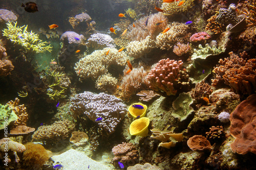 Fototapeta Naklejka Na Ścianę i Meble -  aquarium corail poisson mer océan poisson vie marine