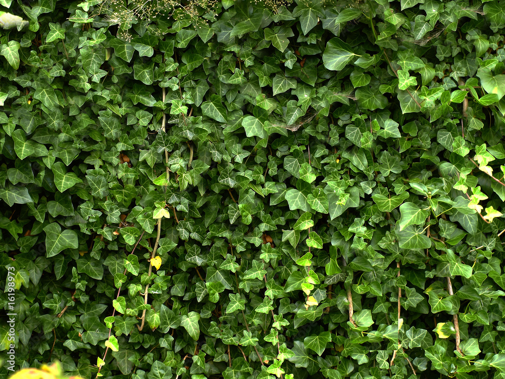 Ivy wall Ivy wall