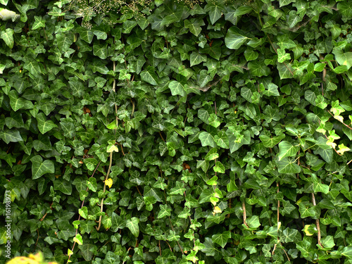 Ivy wall