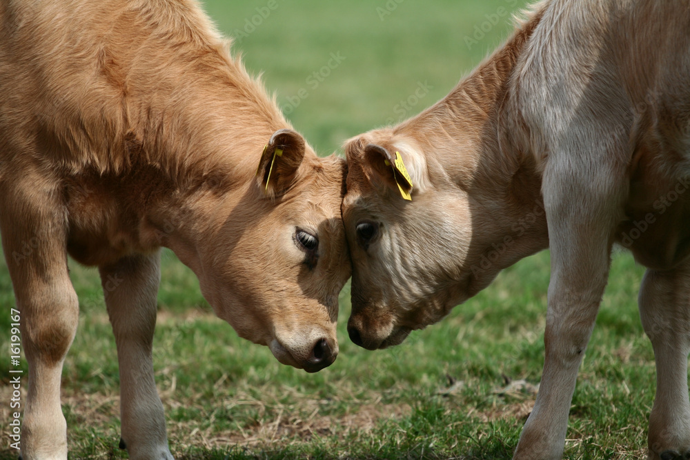 Fototapeta premium Kälbchen
