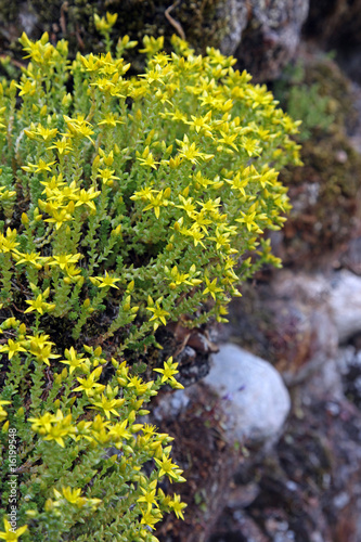 Fototapeta Naklejka Na Ścianę i Meble -  Biting stonecrop, (Sedum acre).