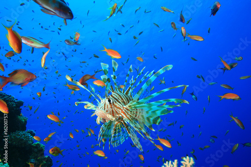 Lionfish surrounded by Lyretail Anthias