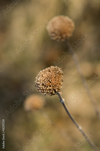 Wild Bergamot (Monarda fistulosa)