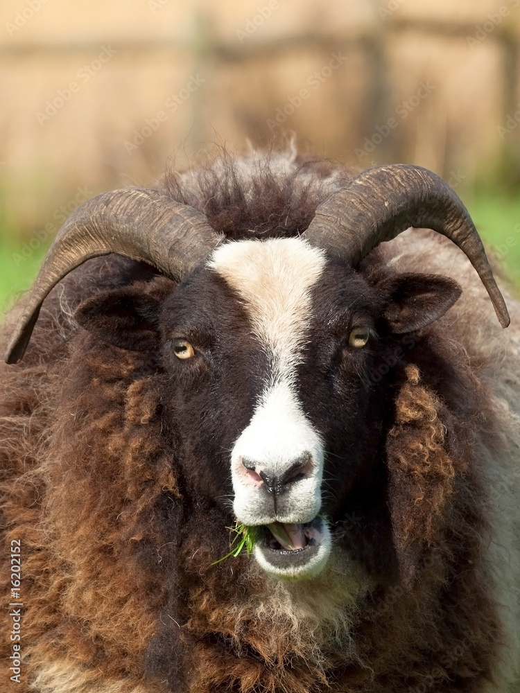 Fototapeta premium Jacobs Sheep