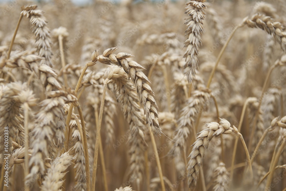 Fototapeta premium Weizen