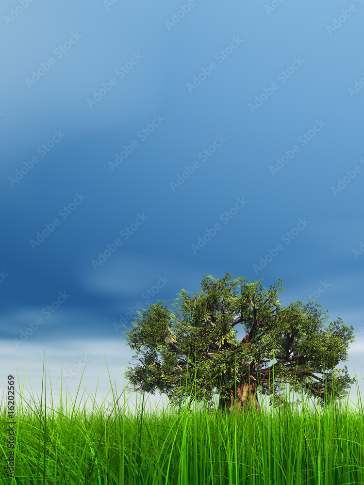 Obraz premium 3d green grass over a blue sky with old baobab tree