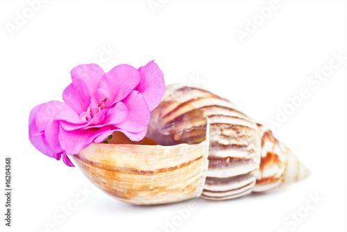 Sea shell with a flower inside
