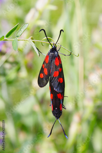 Two burnet butterflies photo