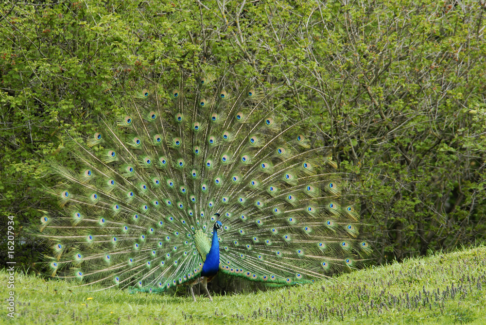 Obraz premium Pfau