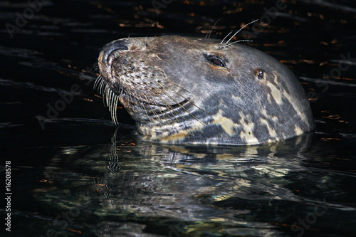 Foca (muso o testa laterale di notte)