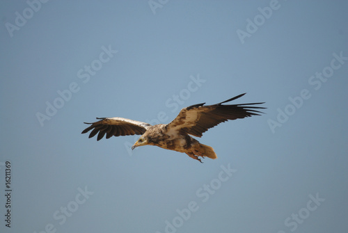 alimoche en vuelo