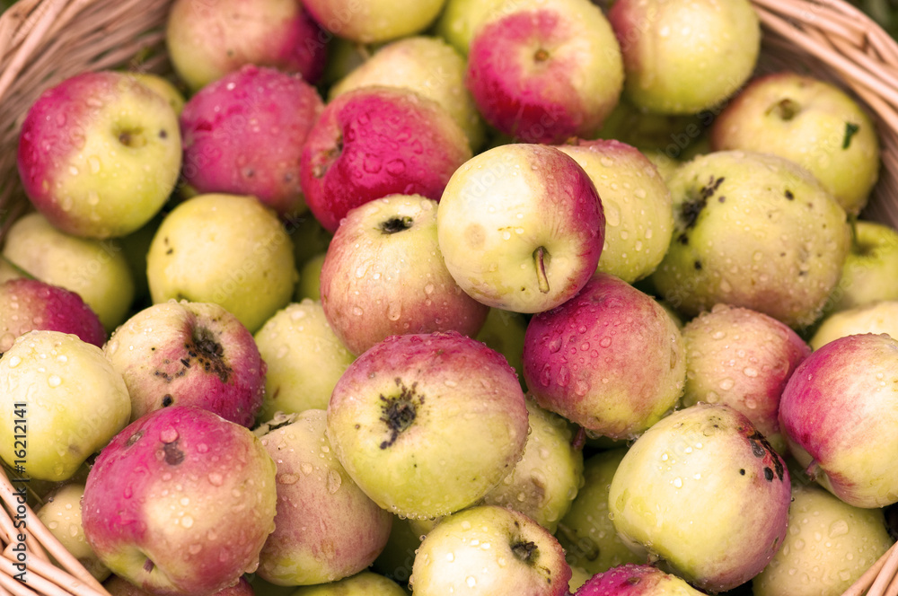 Many ripe apples Many ripe apples