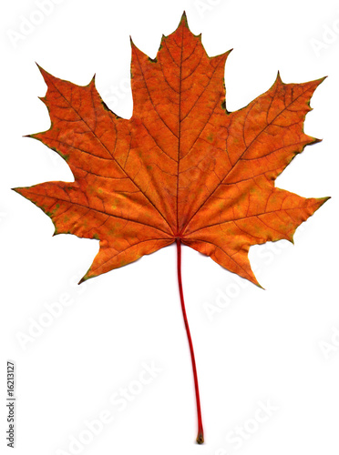 maple autumn leaf